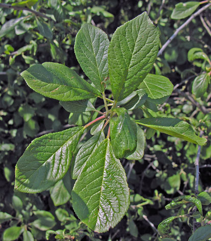 Prunus domestica ssp italica leaves