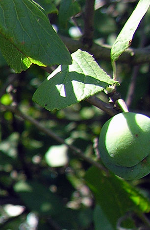 Prunus domestica ssp italica Fruit
