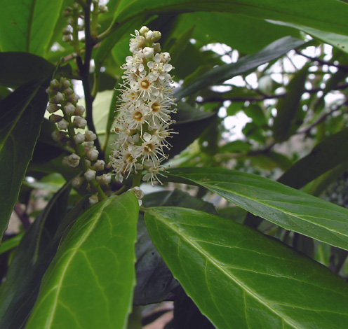 Prunus laurocerasus