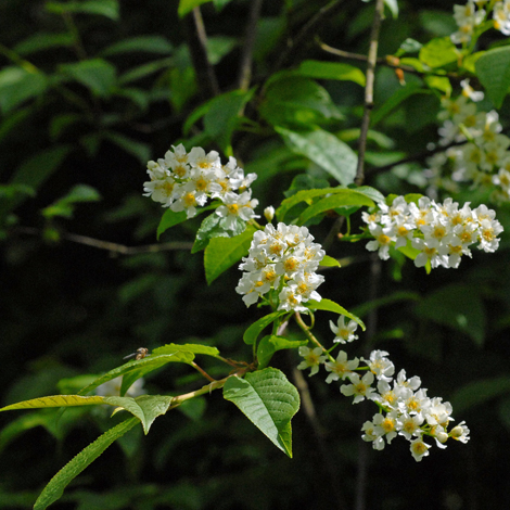 Prunus padus close