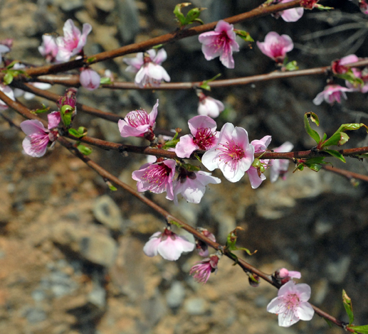 Prunus persica whole