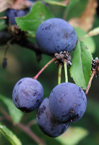 Prunus spinosa fruit