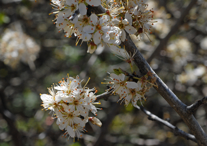Prunus spinosa Spain close