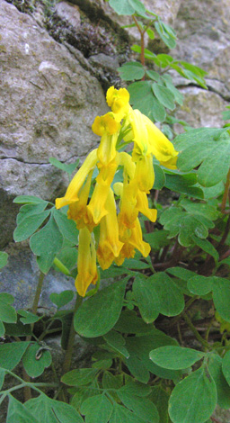 Pseudofumaria lutea close