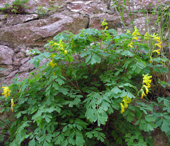 Pseudofumaria lutea whole