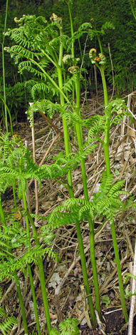 Pteridium aquilinum close
