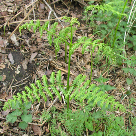 Pteridium aquilinum whole