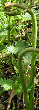 Pteridium aquilinum young shoot