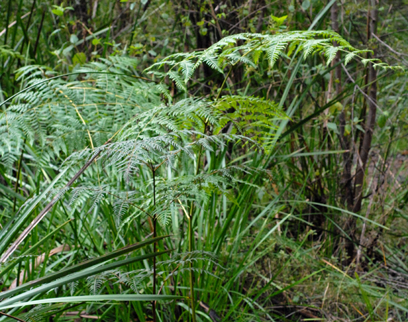 Pteridium esculentum whole