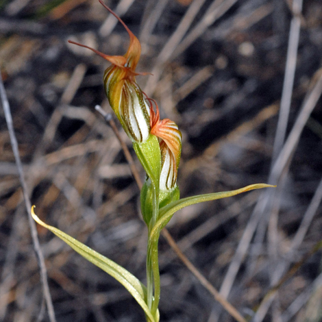 Pterostylis recurva close