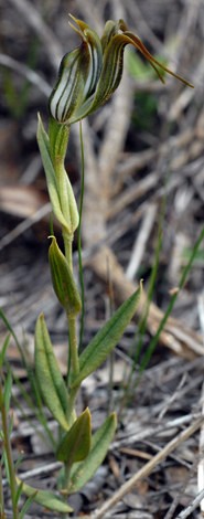 Pterostylis recurva whole