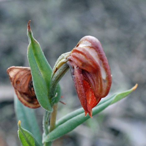 Pterostylis sanguinea close