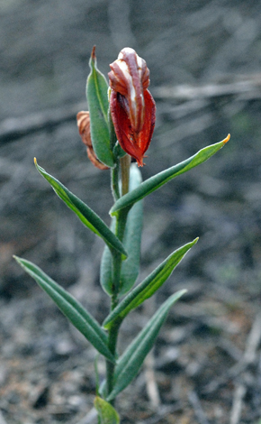 Pterostylis sanguinea whole