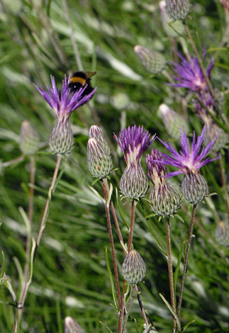 Ptilostemon chamaepeuce close