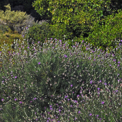 Ptilostemon chamaepeuce whole