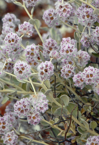 Ptilotus obovatus close