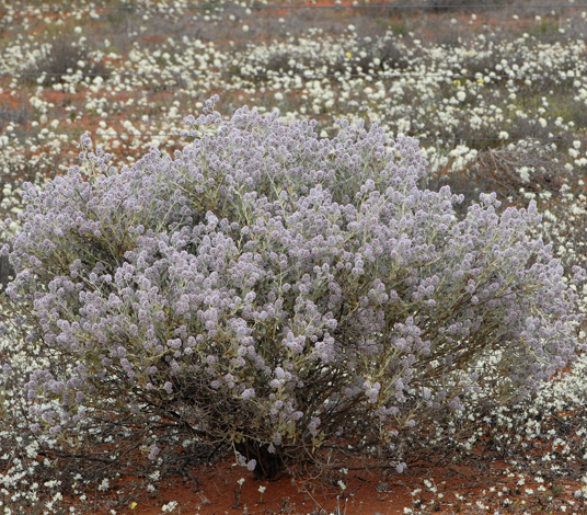 Ptilotus obovatus whole
