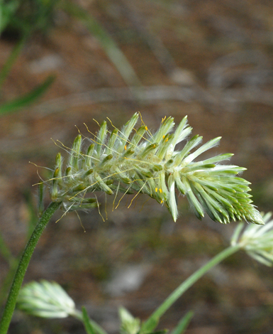 Ptilotus polystcahyus close