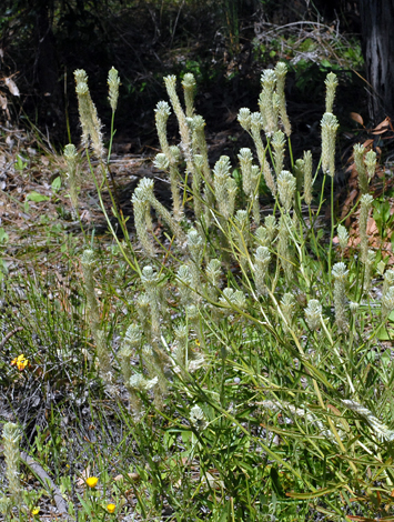 Ptilotus polystcahyus whole