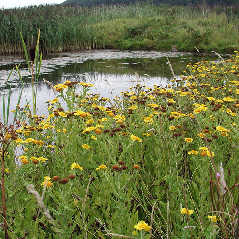 Pulicaria dysenterica whole