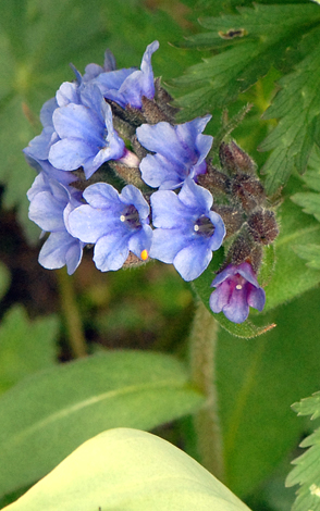Pulmonaria australis close
