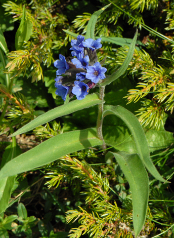 Pulmonaria australis whole