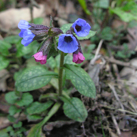 Pulmonaria officinalis whole