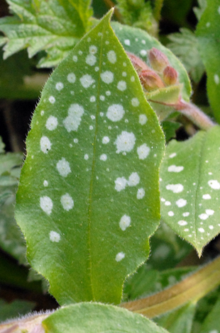 Pulmonaria officinalis leaf