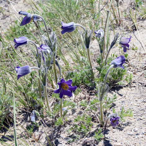 Pulsatilla albana whole
