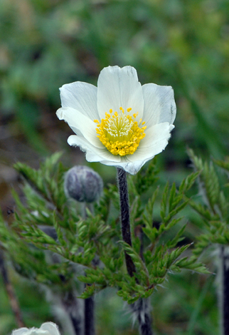 Pulstailla alpina close
