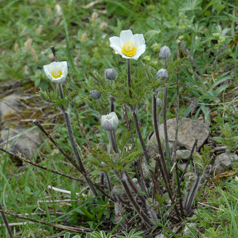Pulstailla alpina whole