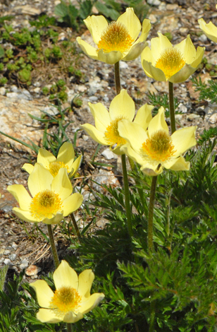 Pulsatilla alpina ssp alpiifolia close