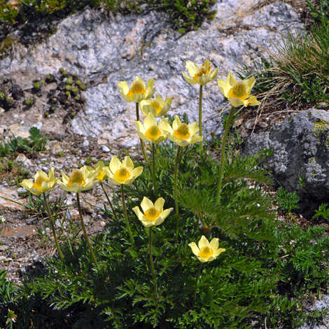 Pulsatilla alpina ssp alpiifolia whole