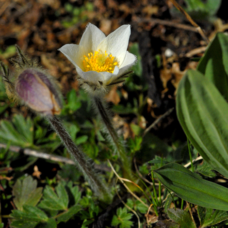 Pulsatilla vernalis whole