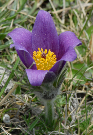 Pulsatilla vulgaris close