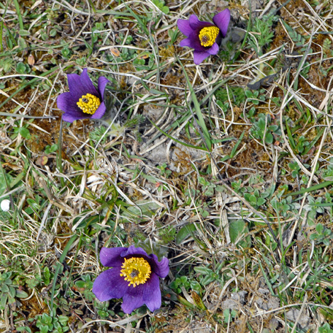 Pulsatilla vulgaris group