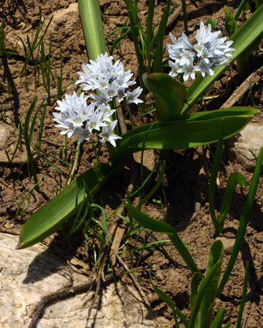 Puschkinia bilgineri close