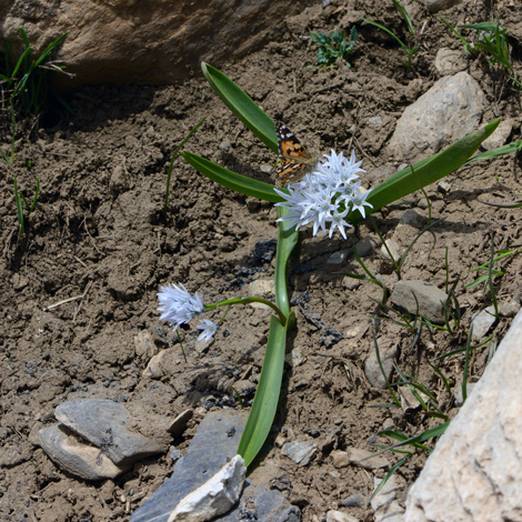 Puschkinia bilgineri whole