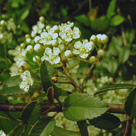 Pyracantha coccinea