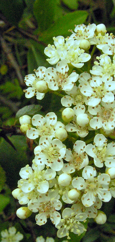 Pyracantha coccinea close