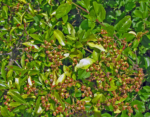 Pyracantha rogersiana