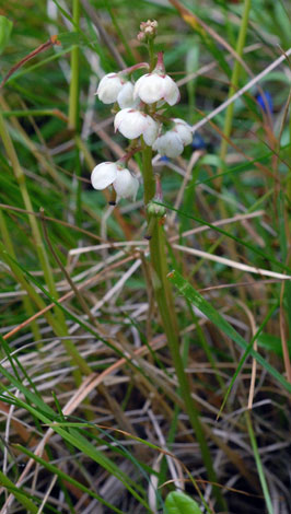 Pyrola media