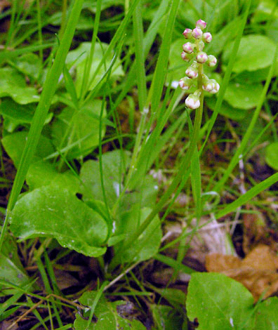 Pyrola minor whole