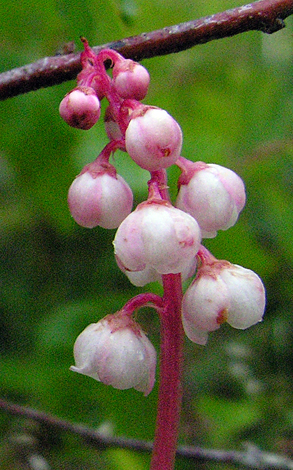 Pyrola minor close