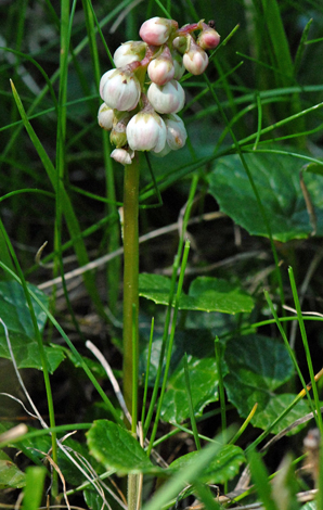 Pyrola minor close