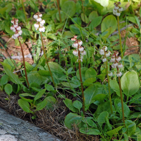 Pyrola minor whole