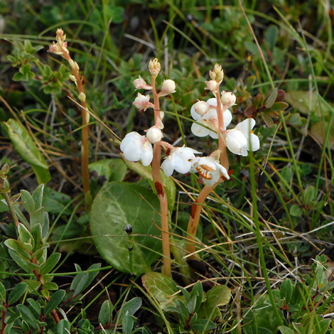 Pyrola rortundifolia whole