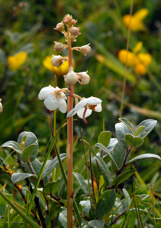 Pyrola rortundifolia close