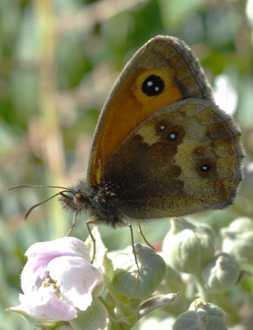 Pyronia tithonus under female