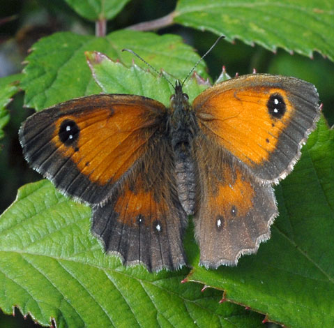 Pyronia tithonus upper